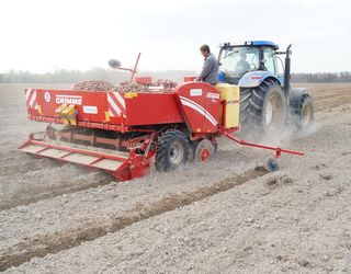 Індустріальним вирощуванням картоплі в Україні займається не більше третини господарств